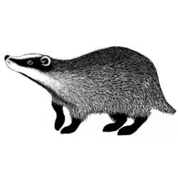 Lavinia Stempel, Badger 2