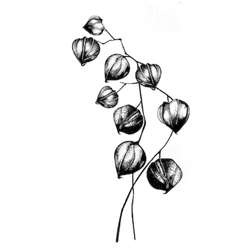 Lavinia Stempel, Chinese Lantern