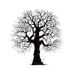 Lavinia Stempel, Oak Tree