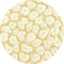 pébéo Fantasy Prisme, 45-ml, Eierschalenweiß