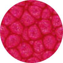 pébéo Fantasy Prisme, 45-ml, Englisches Rot