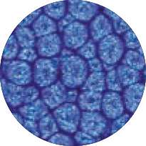 pébéo Fantasy Prisme, 45-ml, Marineblau