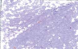 JAXON® Ölpastellkreiden, einzeln, Ölpastellkreide, Graurosa hell