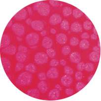 pébéo Fantasy Prisme, 45-ml, Neon Rosa