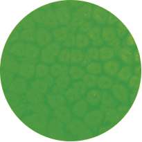 pébéo Fantasy Prisme, 45-ml, Neon Grün