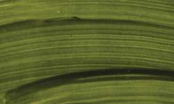 SCHMINCKE HORADAM® Naturals Feinste vegane Wasserfarben, 15 ml, Färbergrün