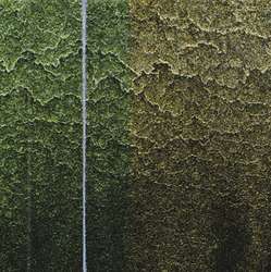 GOLDEN QoR Aquarellfarbe, einzeln, 11 ml, Interference Grün- Orange