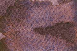 Eurasian Jay Rose Grey